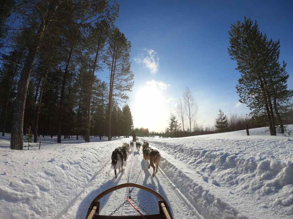 dog sled through a trail near a woods
